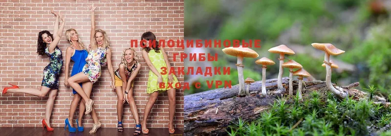 закладка  Искитим  Галлюциногенные грибы Psilocybe 